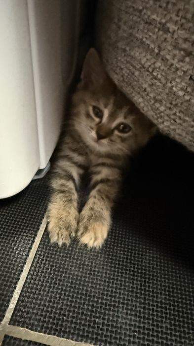 Отдам котят 1,5 месяца, мальчик и девочки