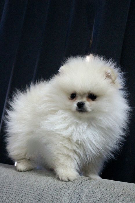 Померан мини мъжко и женско