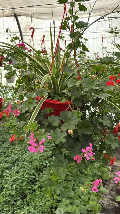 Sera de flori palanca va ofera flori la ghiveci pret de producator.