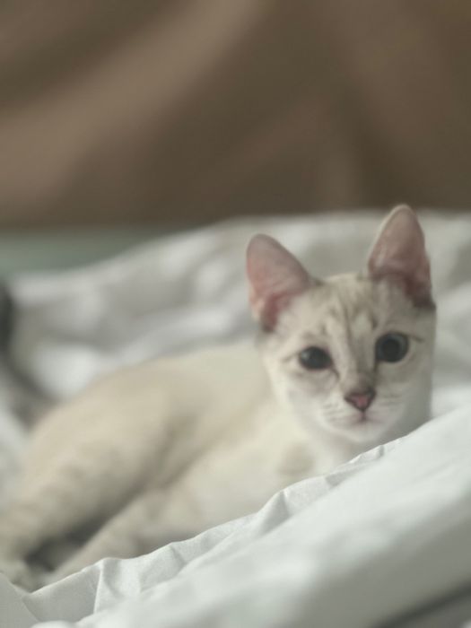 Котенок в добрые руки