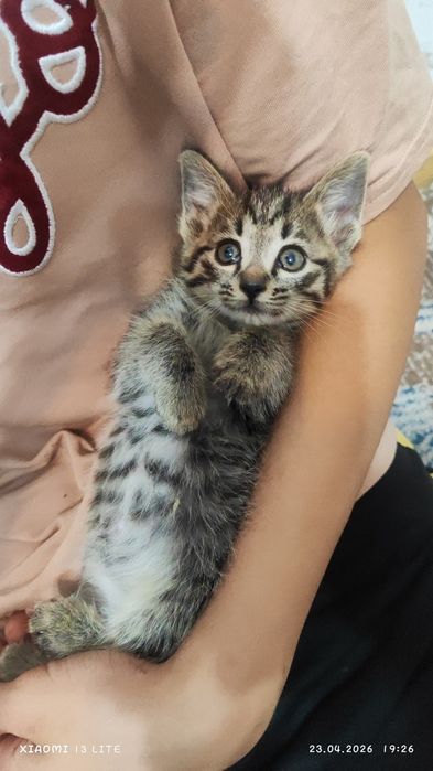 Отдам котят в самые добрые ручки