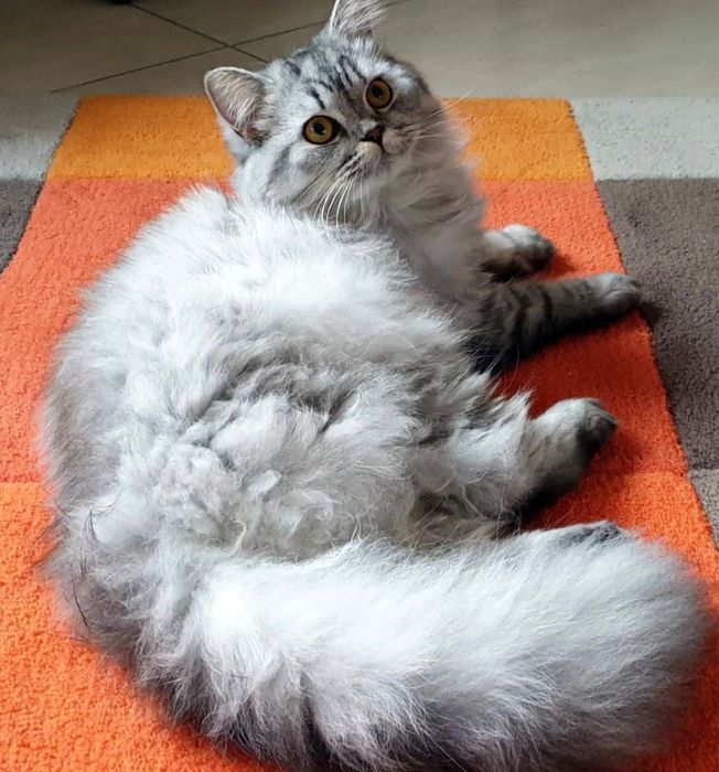 Шотландский котенок