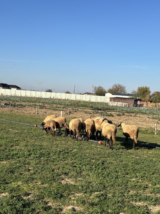 Vând berbec carabaș