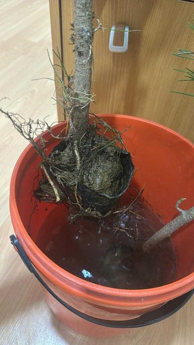 Черная сосна метровая