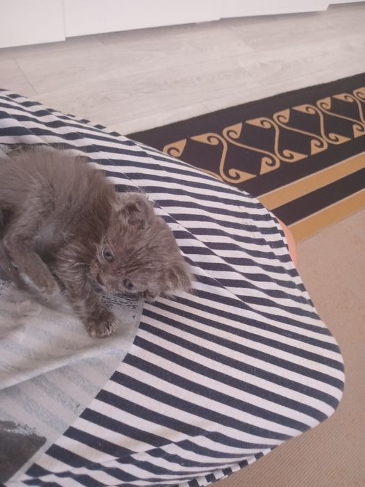 Котенок британец  1мес девочка