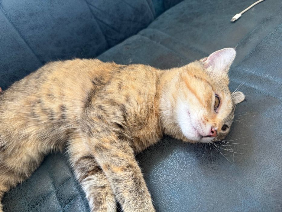 Mushuk yoqoldi risoviy taraflada topgan odamga 500 000 beriladi