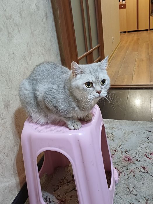 Отдам даром кота британского