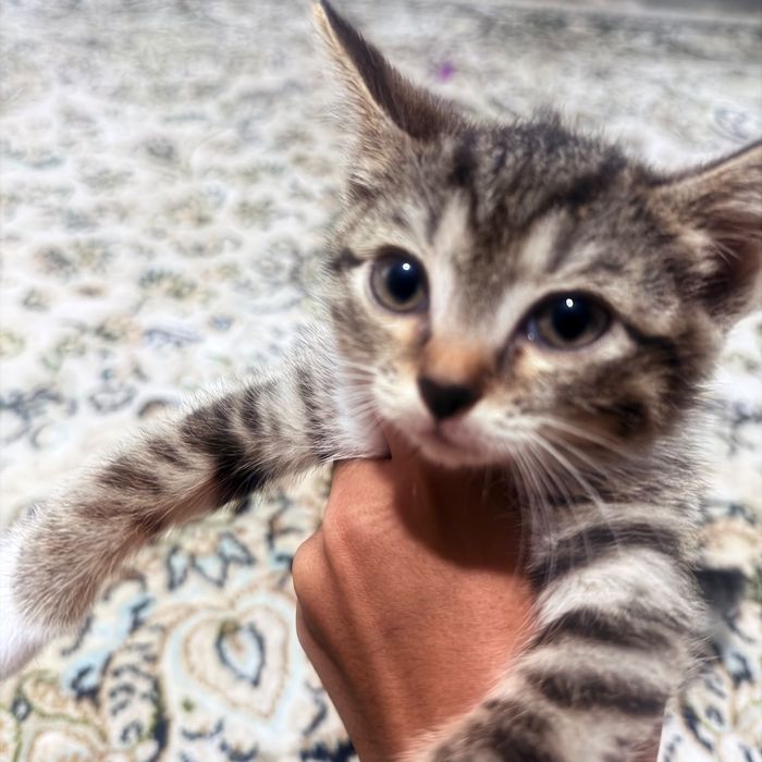 Котенок в хорошие руки