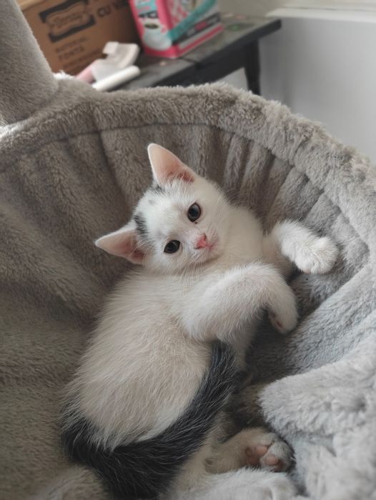Adopție pui de pisica - doar in interior
