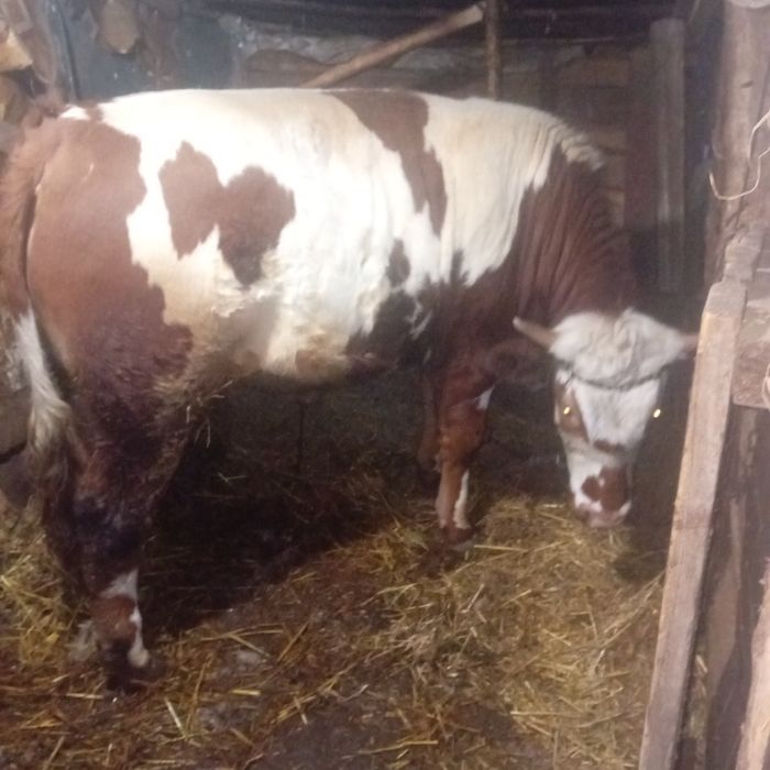 Vând vitel varstra de un an