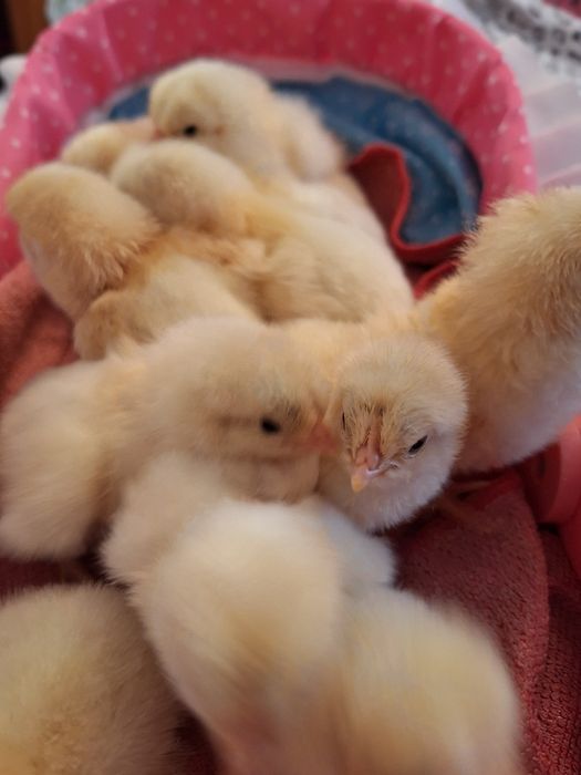 Pui la bresse au o zi