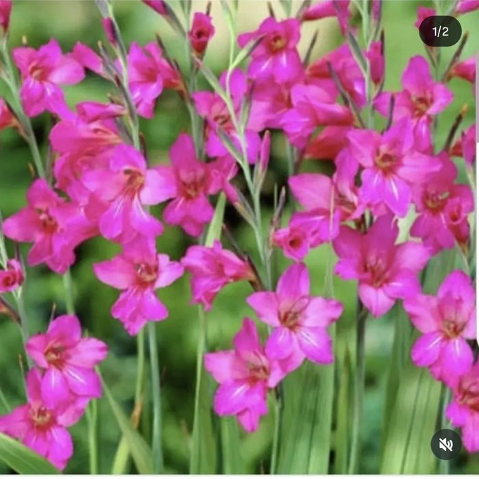 Цветы для сада Тараз