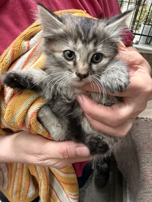 Срочно отдам котят в добрые руки