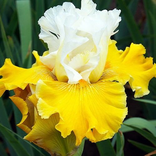 Ирис махровый, Голландия