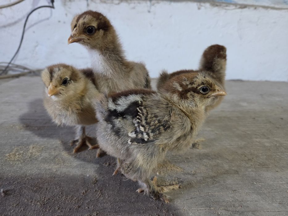 Цыплята брама...