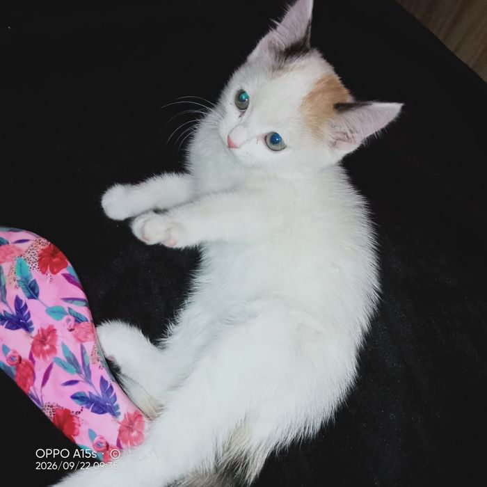 Котенок ищет ответственную и любящую семью