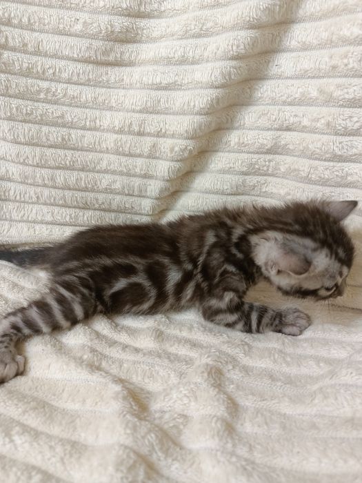 Продам бенгальских котят