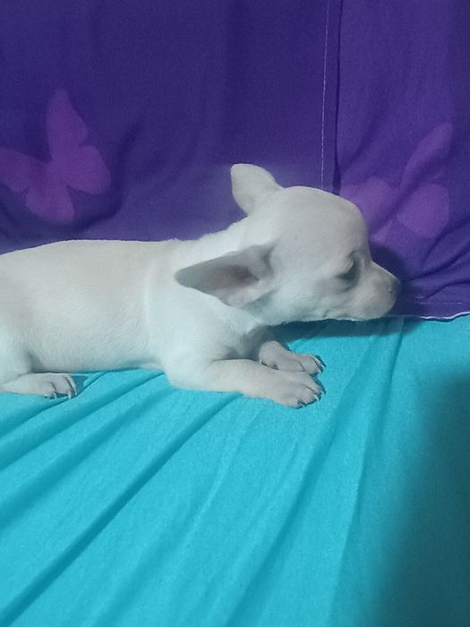 Chihuahua de vânzare