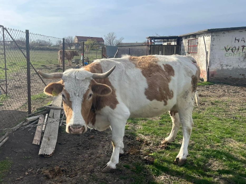 Vaca gestanta bălțată