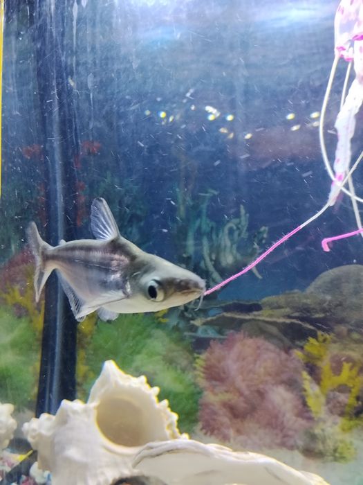 Акула пангасинус мирный