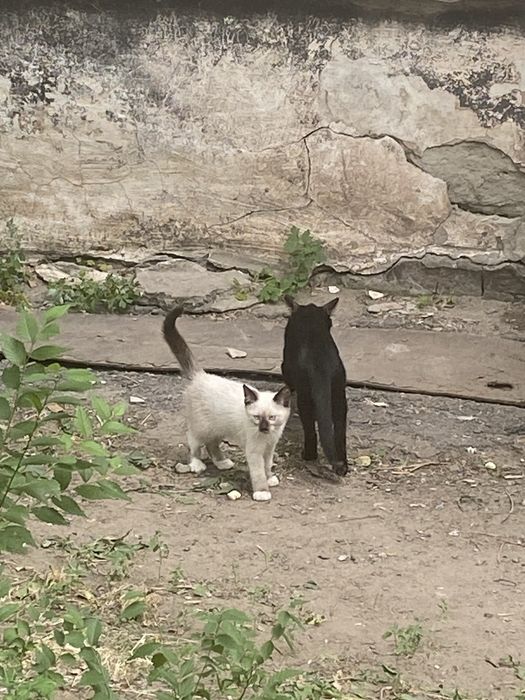 Уличные котята в добрые руки