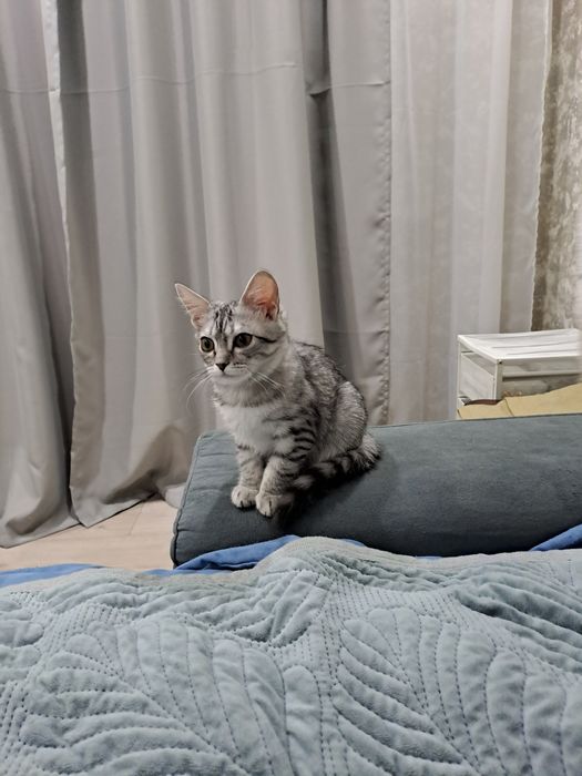 В добрые ответственные руки кошечка