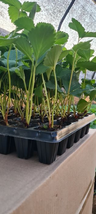 Кассеты для рассады от производителя