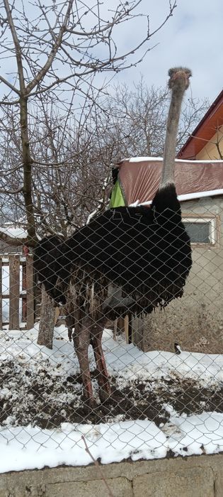 Struti Africani patu ani.