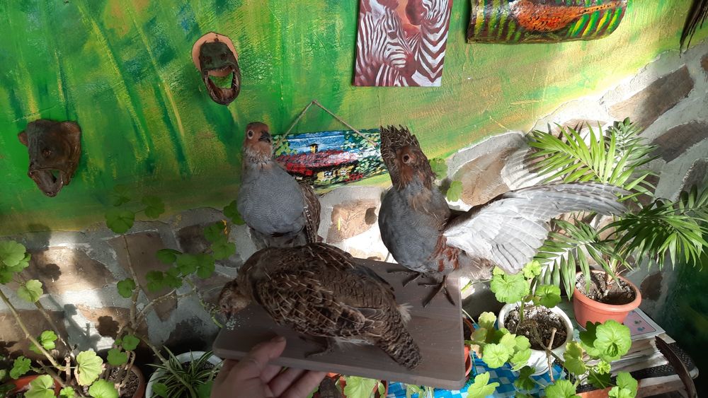 Препариране на животни!!! Имам готови птици!