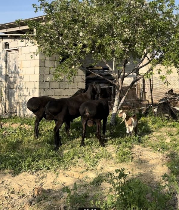 10 айлык таза канды гисар