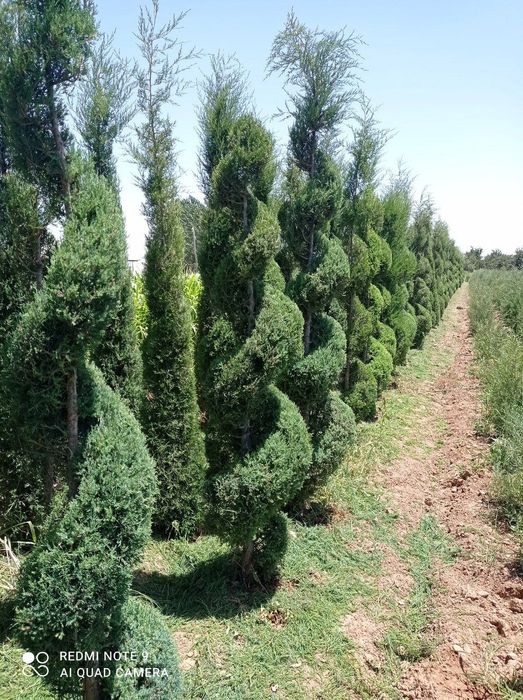 Manzarali daraxt kuchatlar