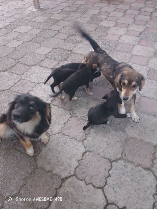 Щенята звонки от хороших собачек