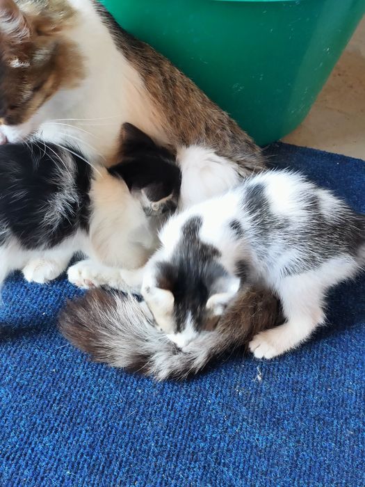 Отдаем котят в добрые руки