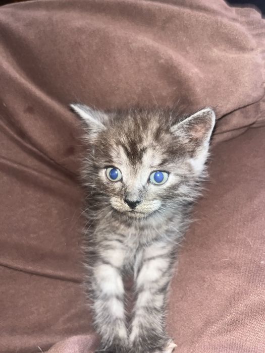 Продам британских котят