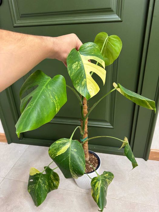 Монстера вариегатная "Aurea"  - Monstera deliciosa 'Aurea'
