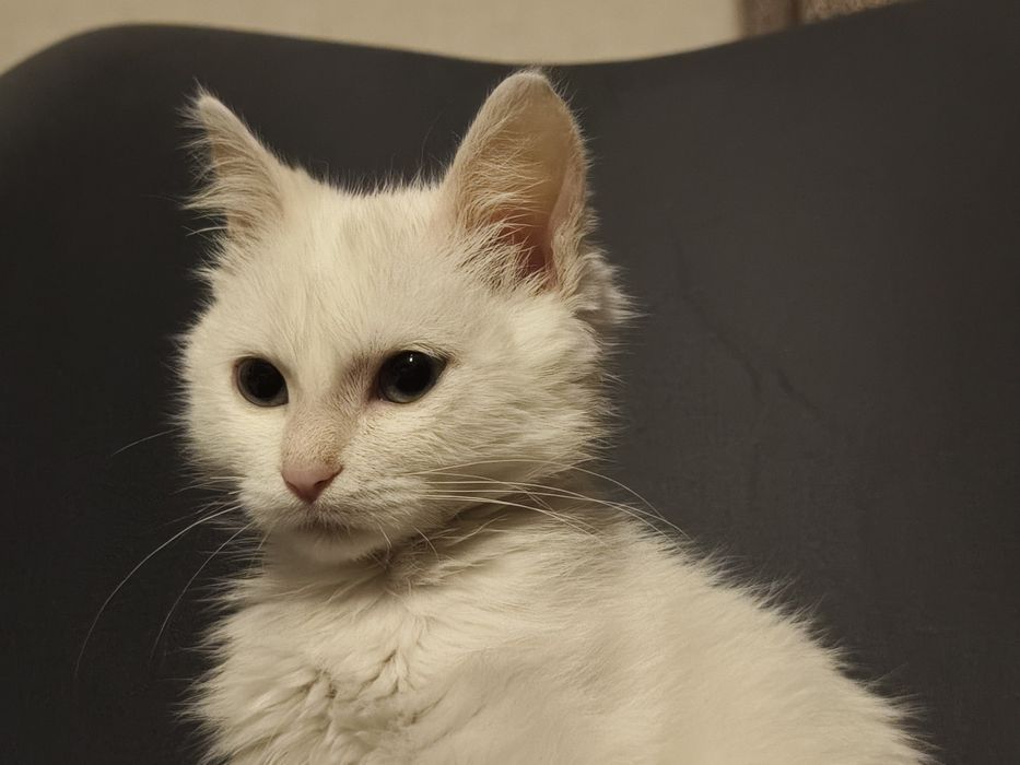 Turkish angora 5 oylik