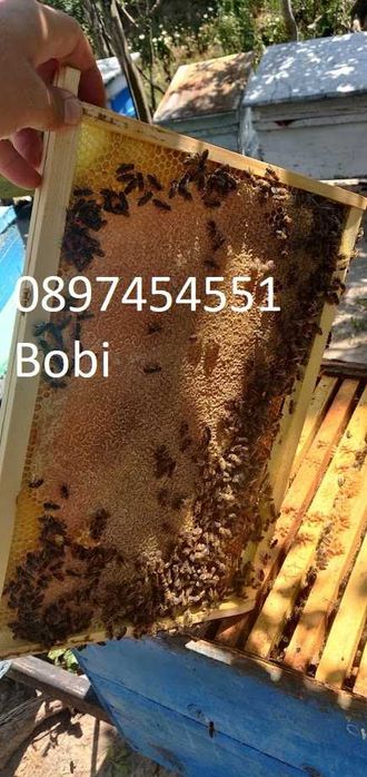 Малки Пчелни Семейства Отводки