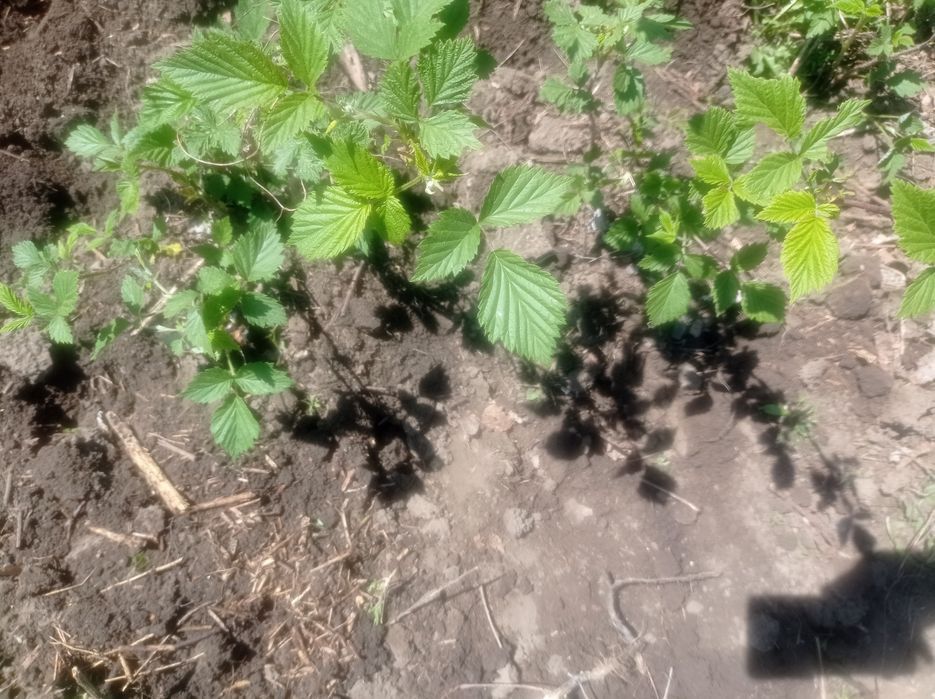 Xolaning jinsiy porno