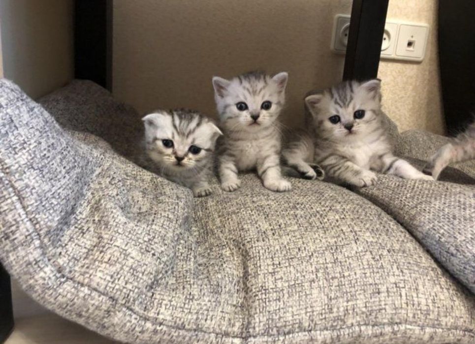 Замечательные Котяточки