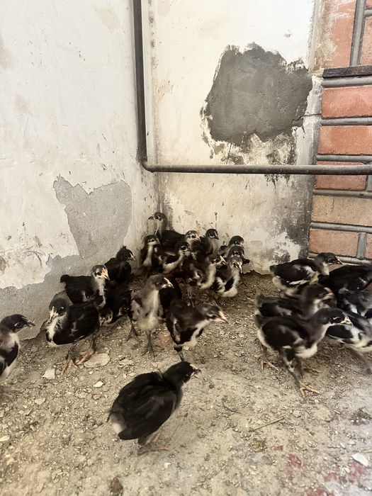 Kunnilingus orgazmlari