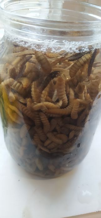 Живой корм птице,рыбе,рептилии.