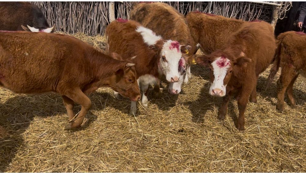 Белаголовые акбас таналар Алматы облысы Баканас бирлик ауылында тур ??