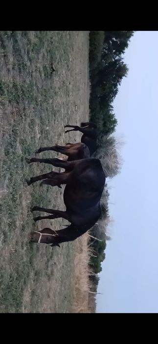 Жылқы сатылады үйірімен