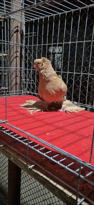 Голубы маладёжжжж