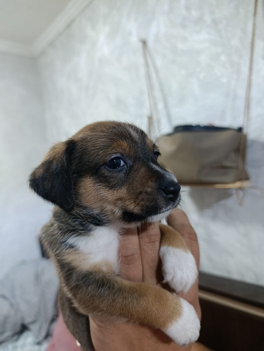 Той-терьерчики  мальчики и девочки