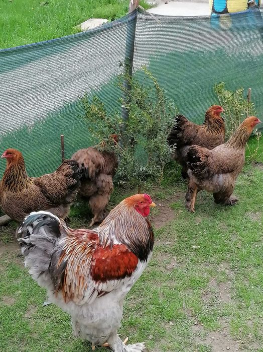 Vând oua: Brahma portelan și Brahma potarnichiu