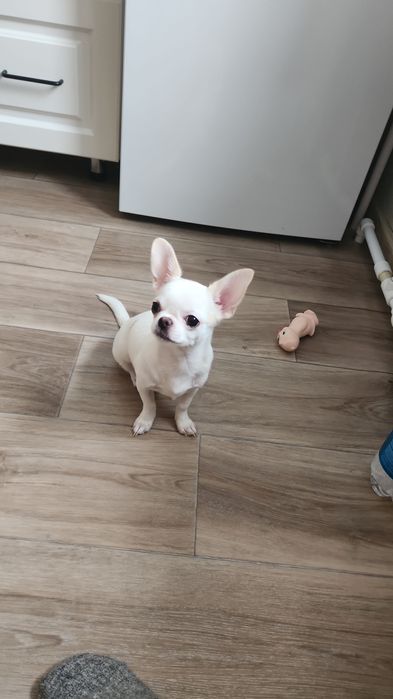 Чихуахуа с документами