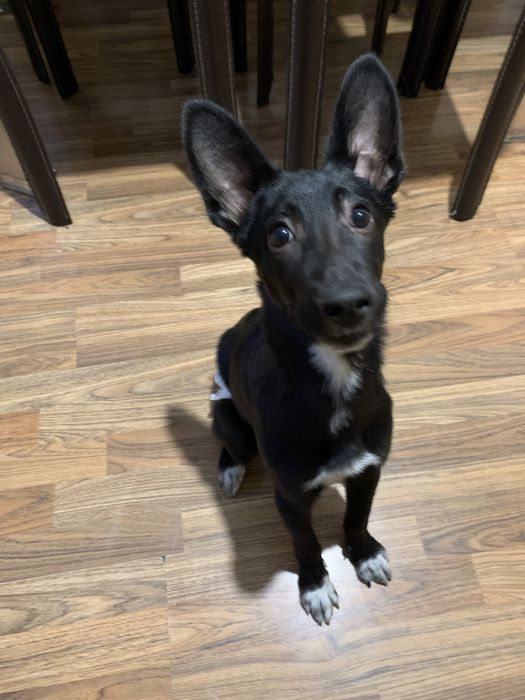 Щенки ответственым людям