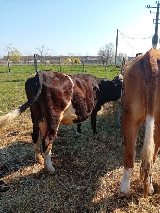Vând vacă si juninca  ambele gestante