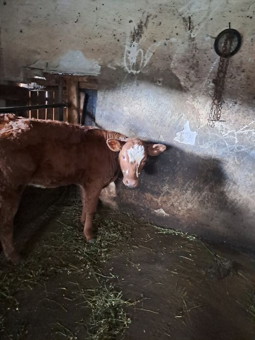 Vand vițica de 3 luni